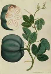 Mendickay oder Wassermelone, aus Zeichnungen von Pflanzen aus Malakka, ca. 1805-18